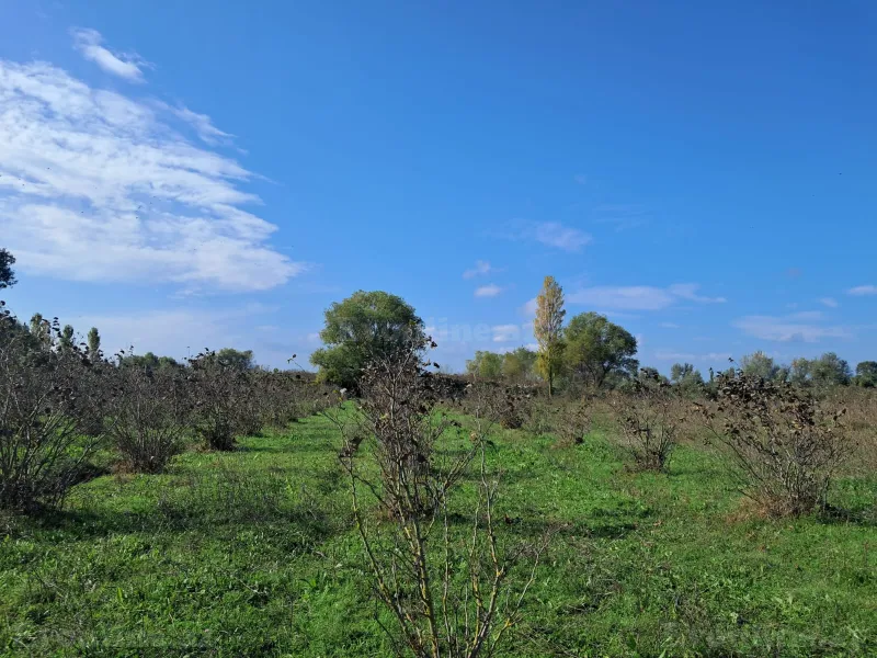 Satılır Torpaq 200 sot Xaçmaz - şəkil 4