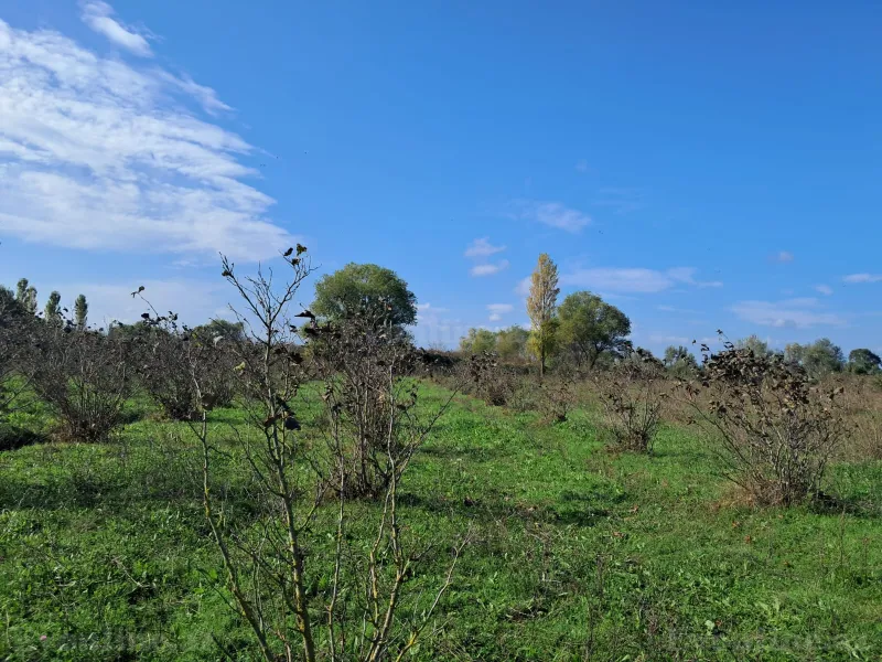 Satılır Torpaq 200 sot Xaçmaz - şəkil 22