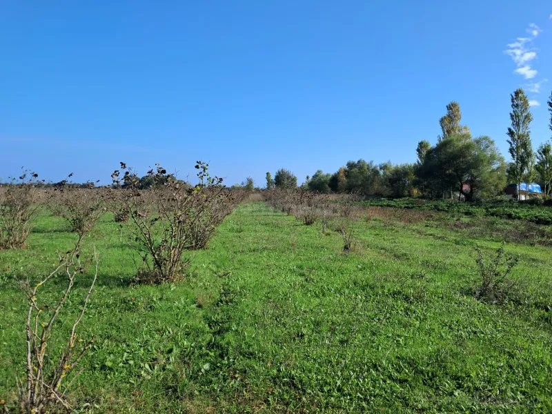 Satılır Torpaq 200 sot Xaçmaz - şəkil 24