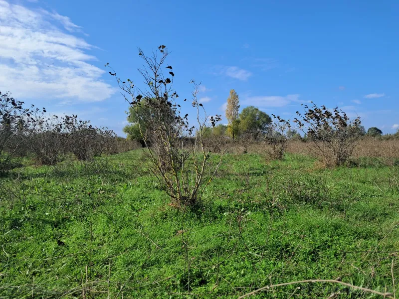 Satılır Torpaq 200 sot Xaçmaz - şəkil 25