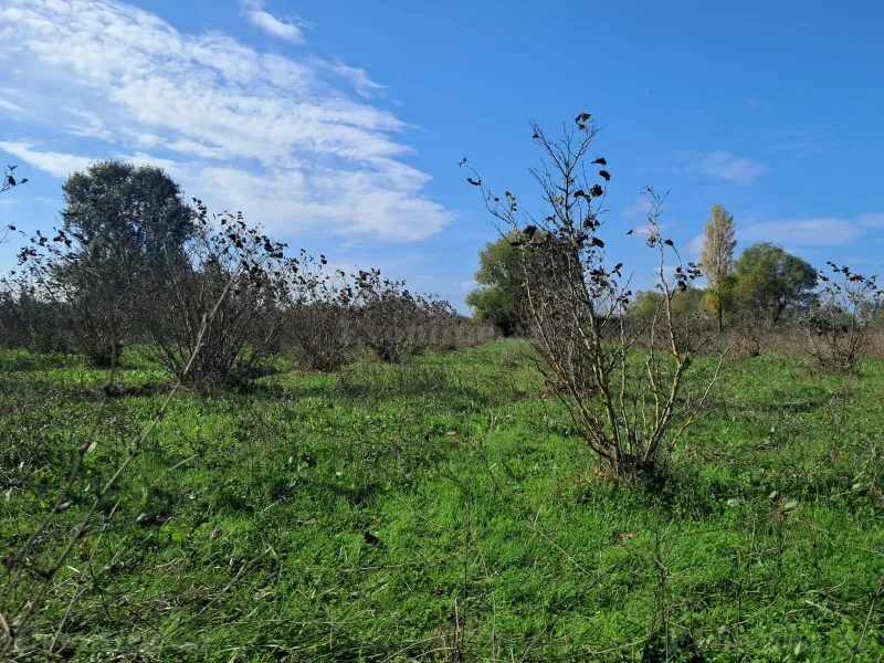 Satılır Torpaq 200 sot Xaçmaz - şəkil 27