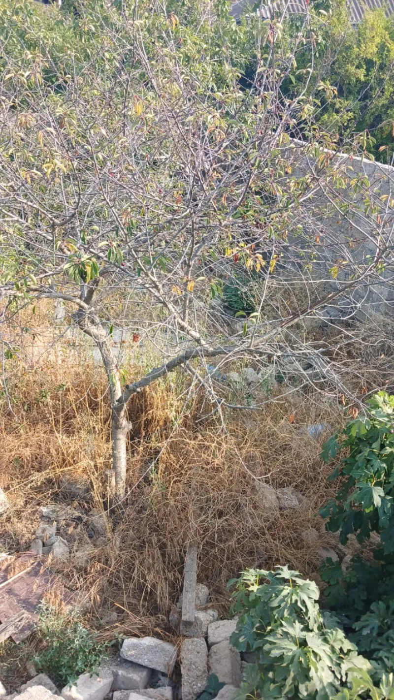 Satılır Torpaq 3 sot Bakıxanov - şəkil 3