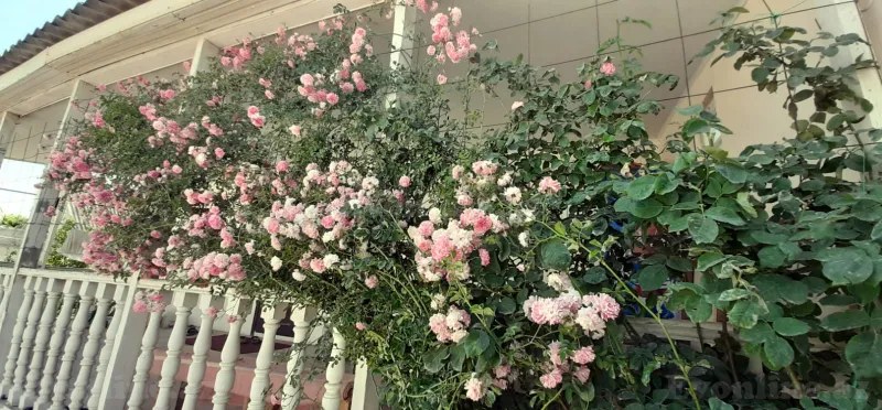 Satılır 4 otaqlı Həyət evi 121 m² Hövsan - şəkil 21