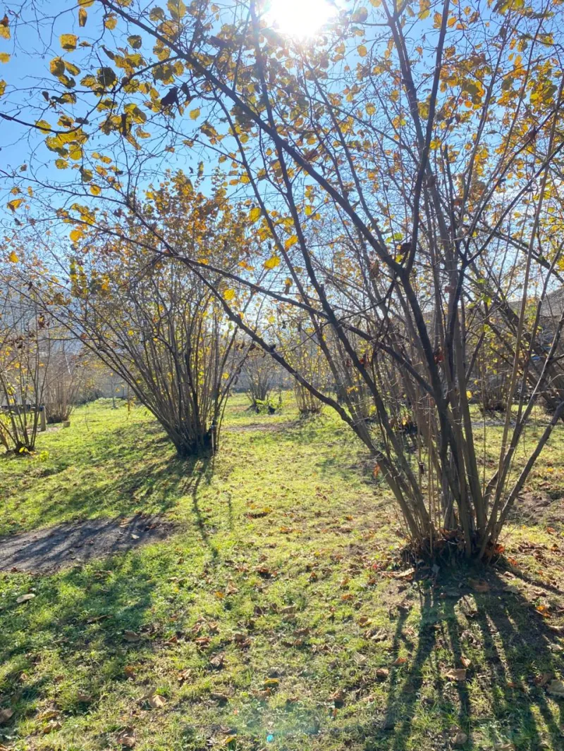 Satılır Torpaq 7 sot Qəbələ - şəkil 3