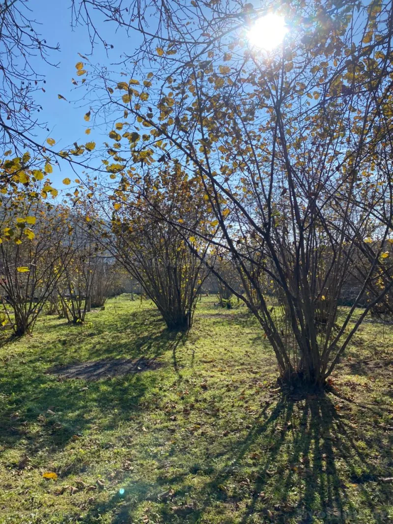 Satılır Torpaq 7 sot Qəbələ - şəkil 7