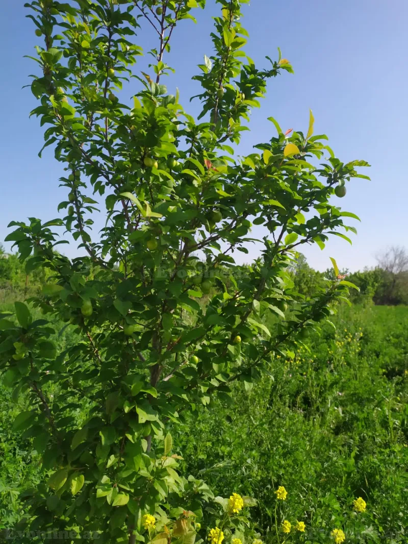 Satılır Torpaq 40 sot Tərtər - şəkil 4
