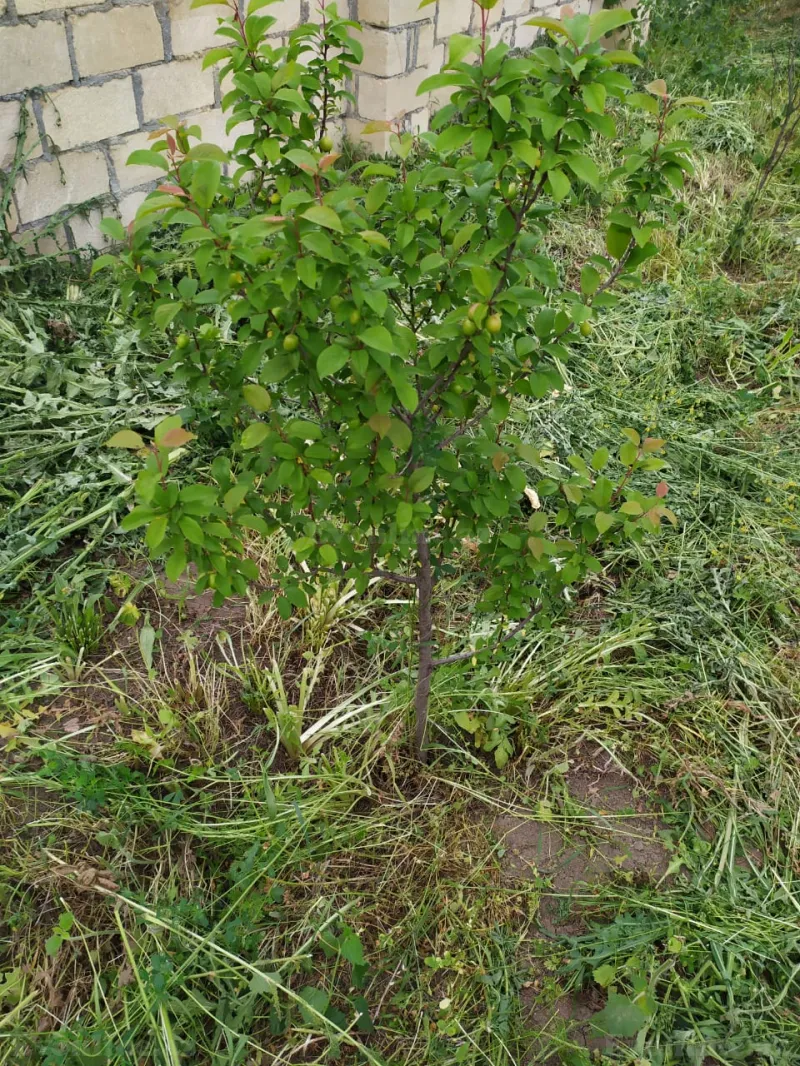 Satılır Torpaq 40 sot Tərtər - şəkil 8