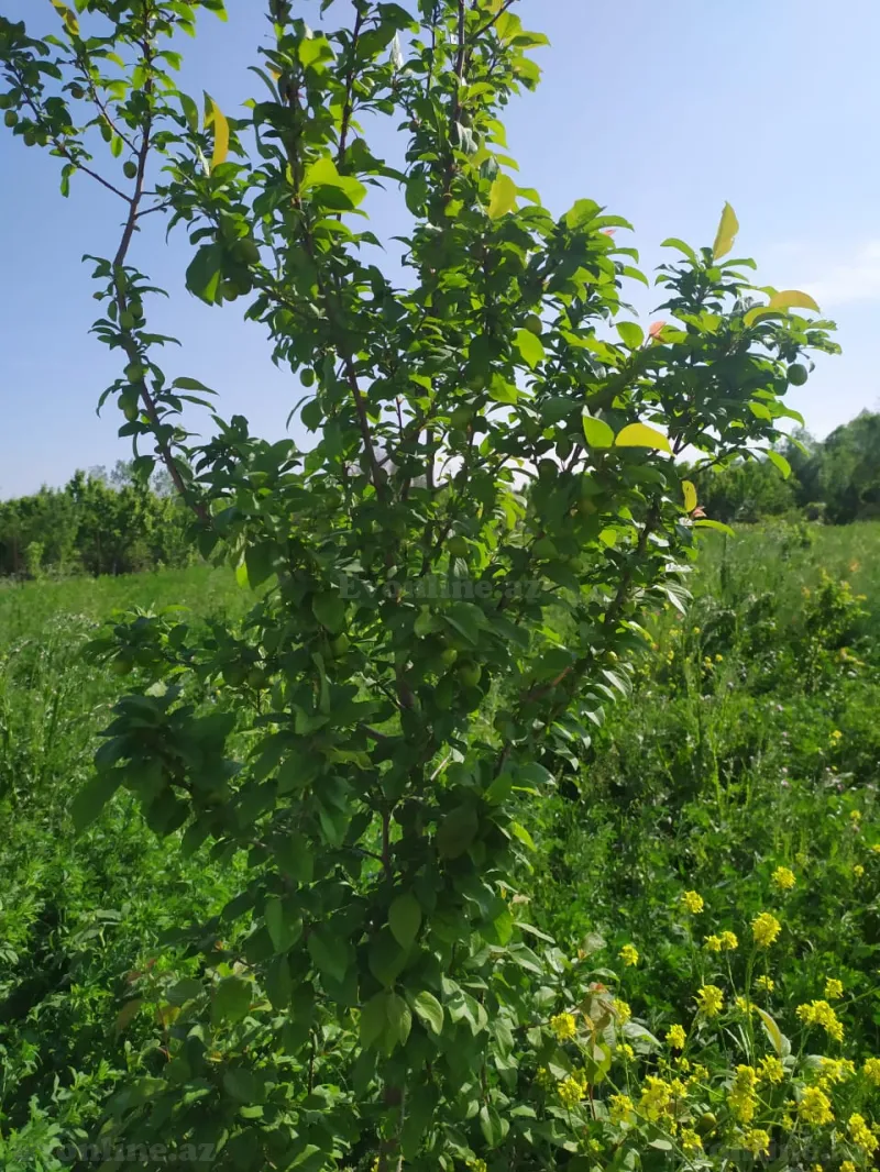 Satılır Torpaq 40 sot Tərtər - şəkil 9