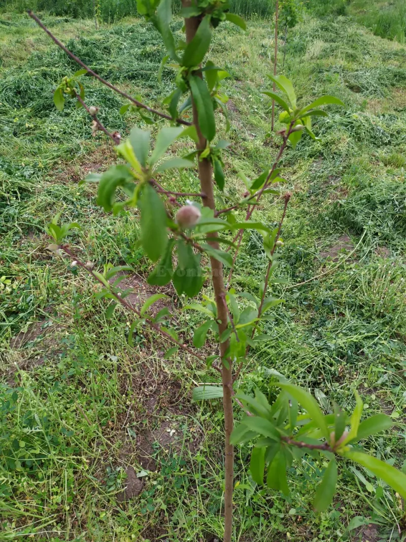 Satılır Torpaq 40 sot Tərtər - şəkil 10