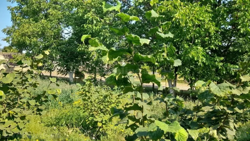 Satılır Torpaq 10 sot Qusar - şəkil 5