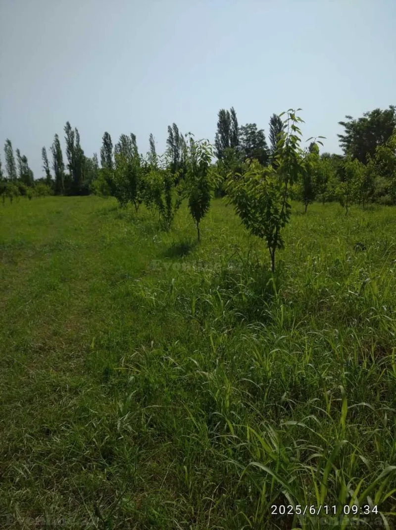 Satılır Torpaq 241 sot Xaçmaz - şəkil 2