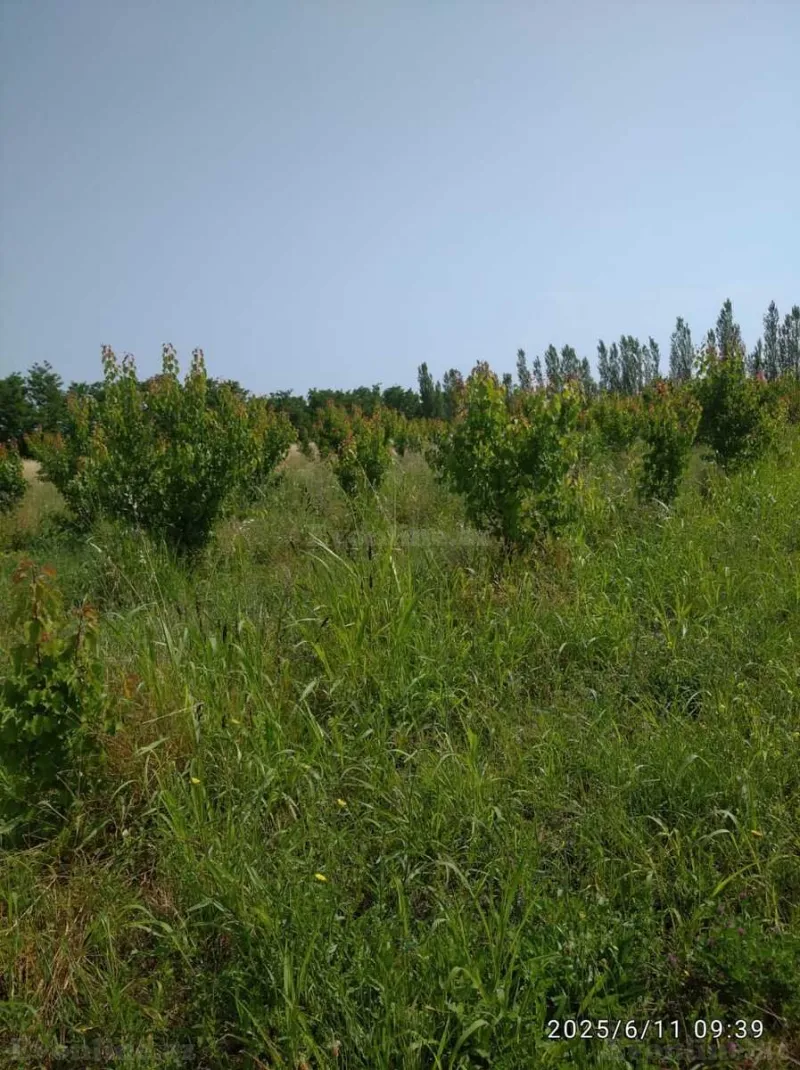 Satılır Torpaq 241 sot Xaçmaz - şəkil 3