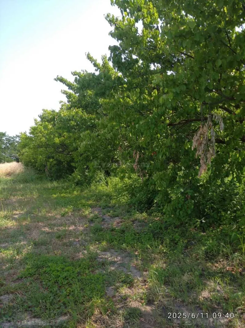 Satılır Torpaq 241 sot Xaçmaz - şəkil 4