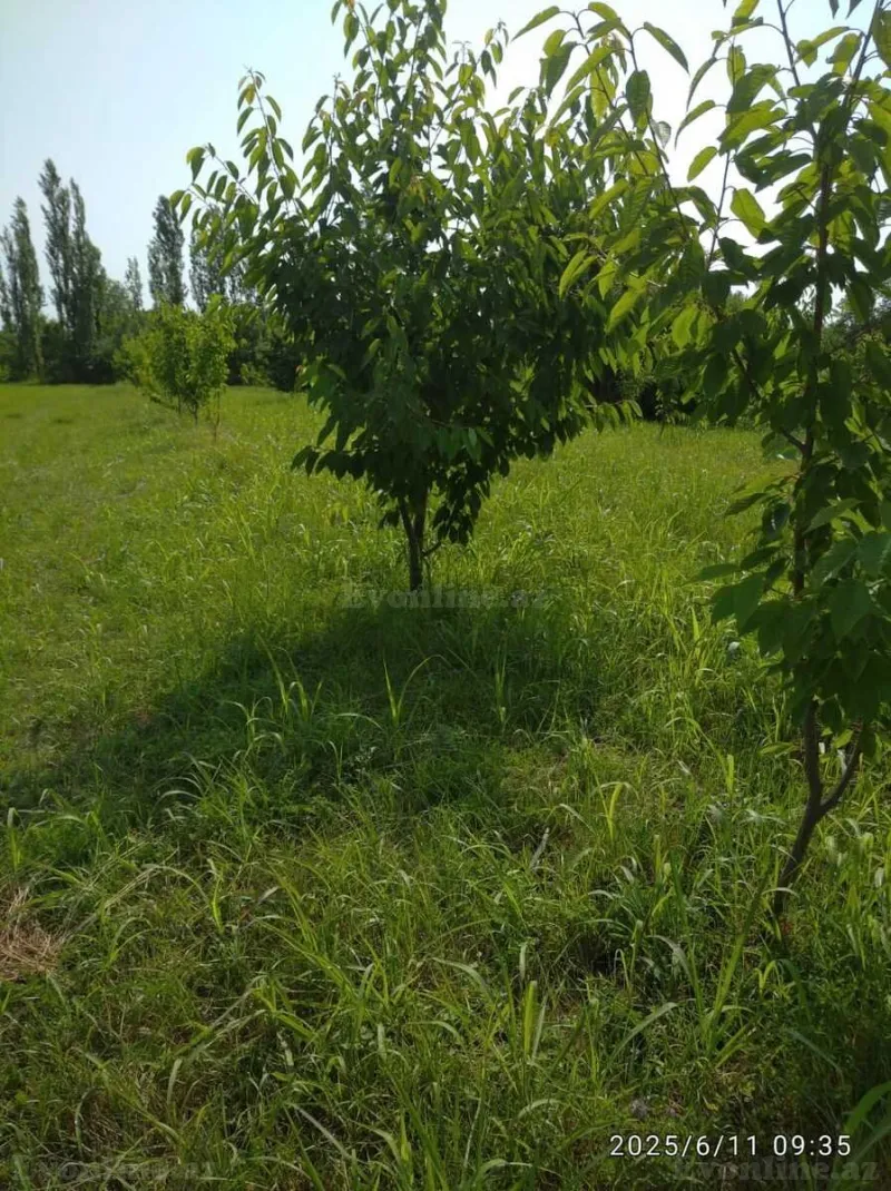 Satılır Torpaq 241 sot Xaçmaz - şəkil 5