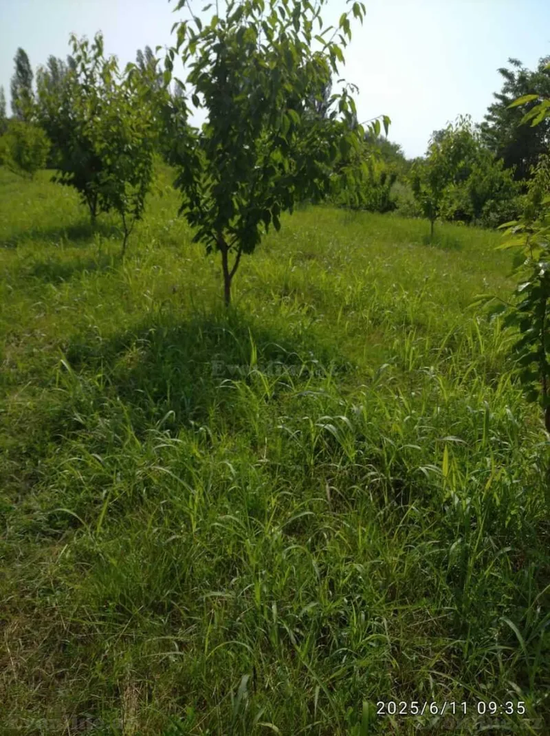 Satılır Torpaq 241 sot Xaçmaz - şəkil 6