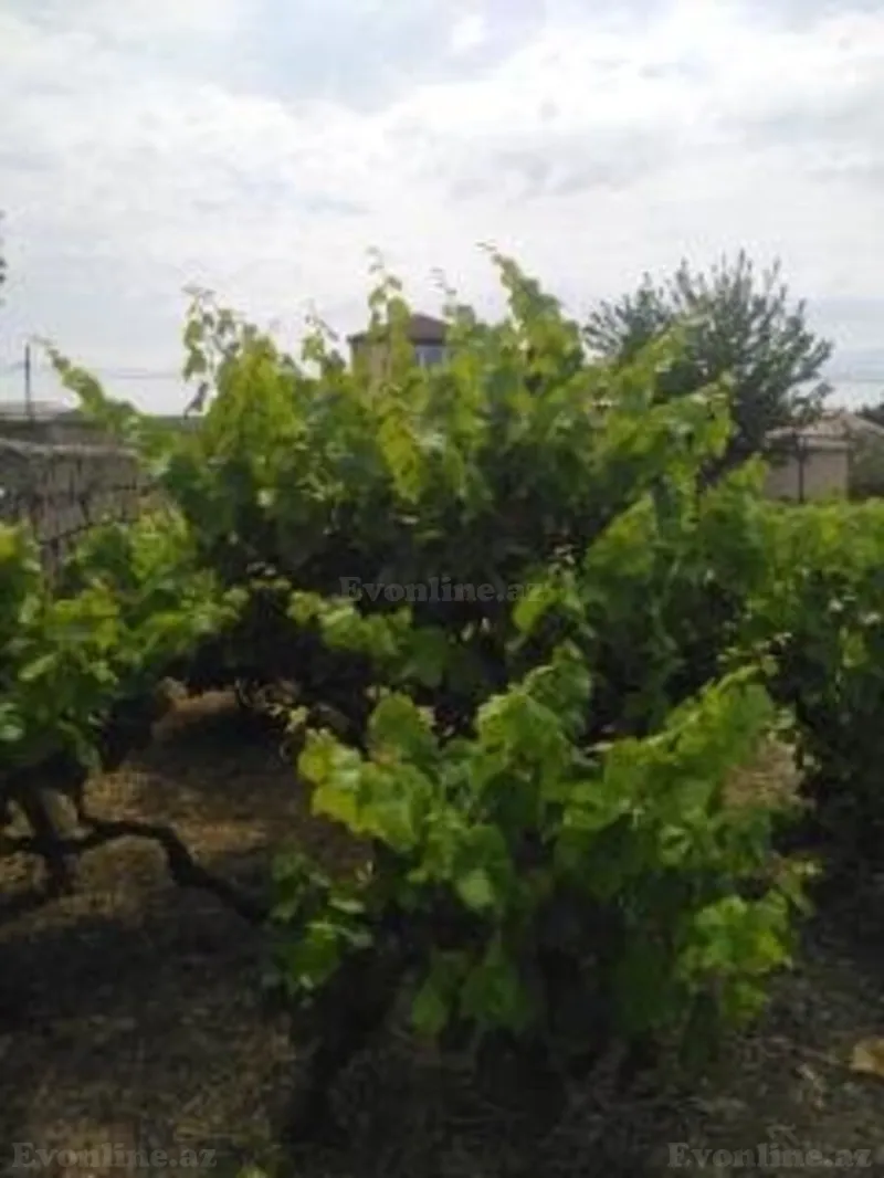 Satılır Torpaq 12 sot Sabunçu r. - şəkil 5