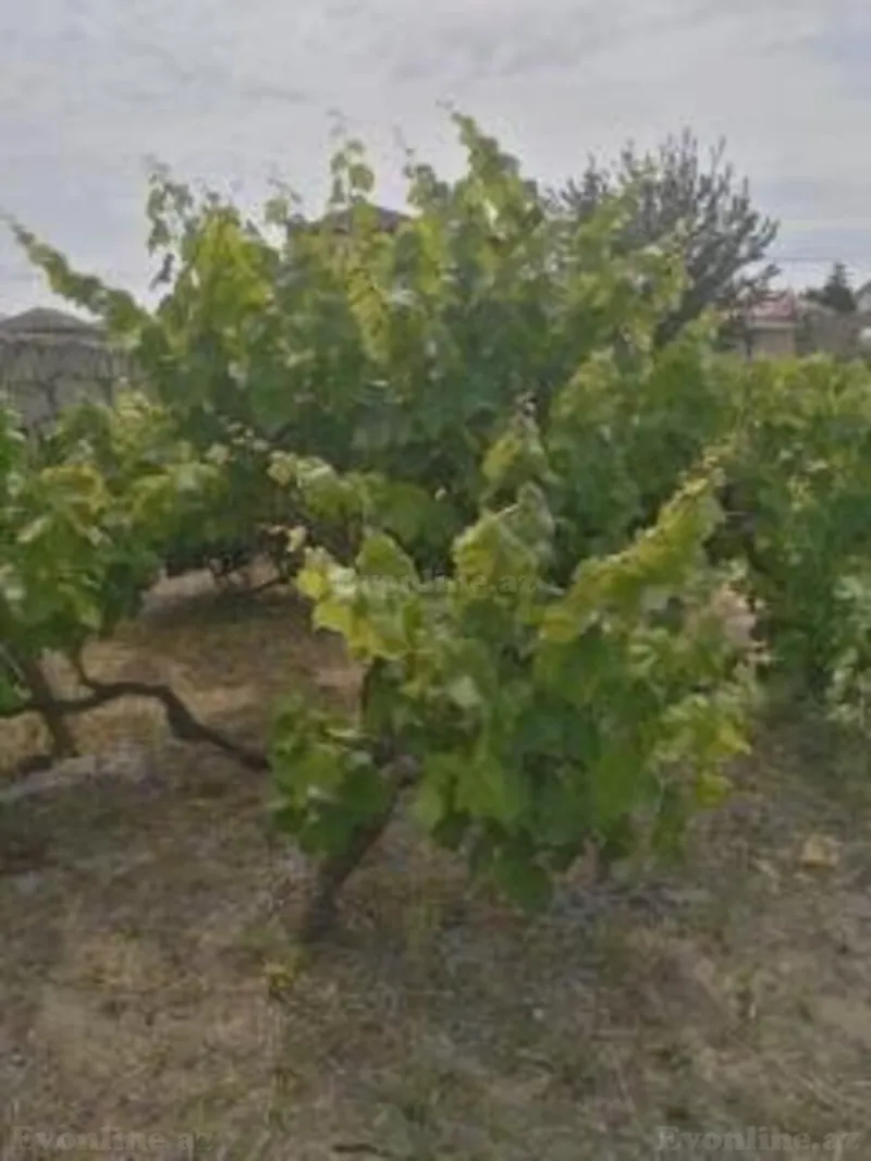 Satılır Torpaq 12 sot Sabunçu r. - şəkil 6