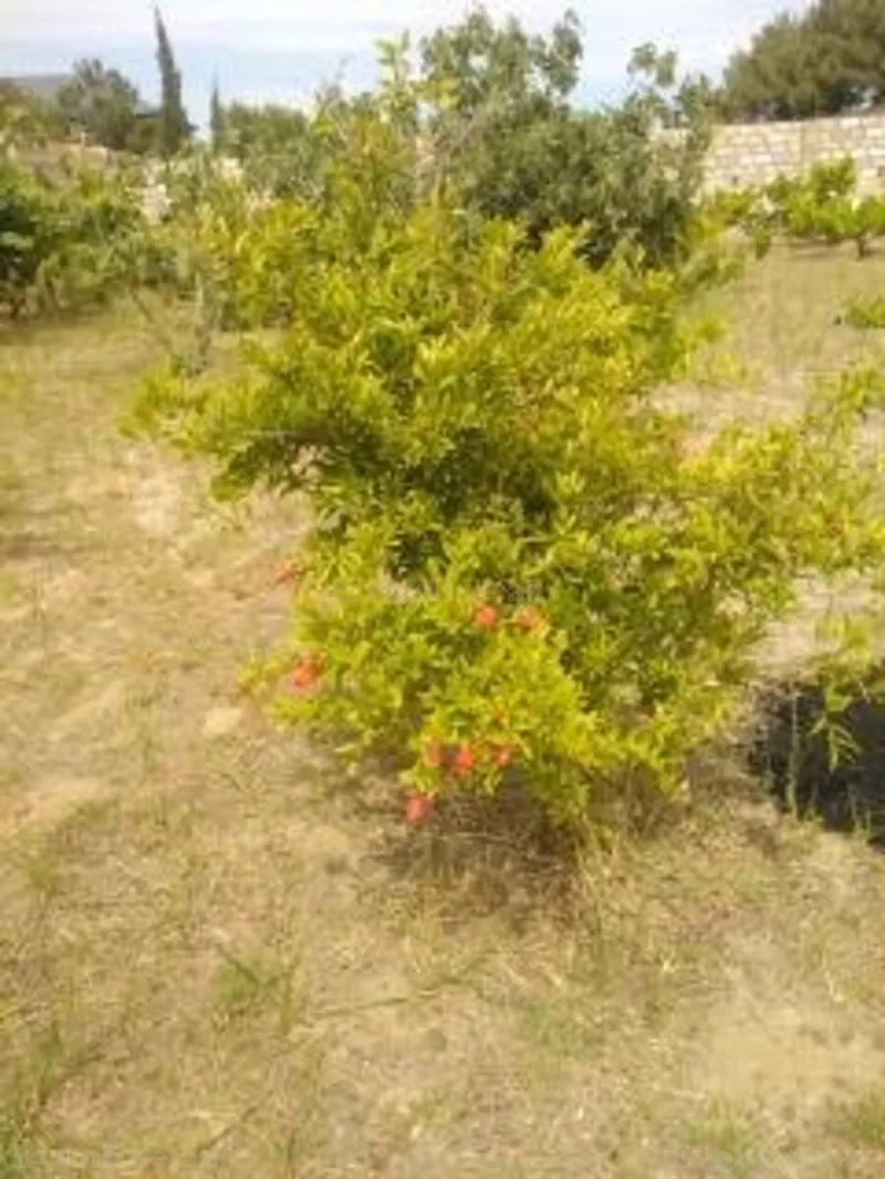 Satılır Torpaq 12 sot Sabunçu r. - şəkil 9