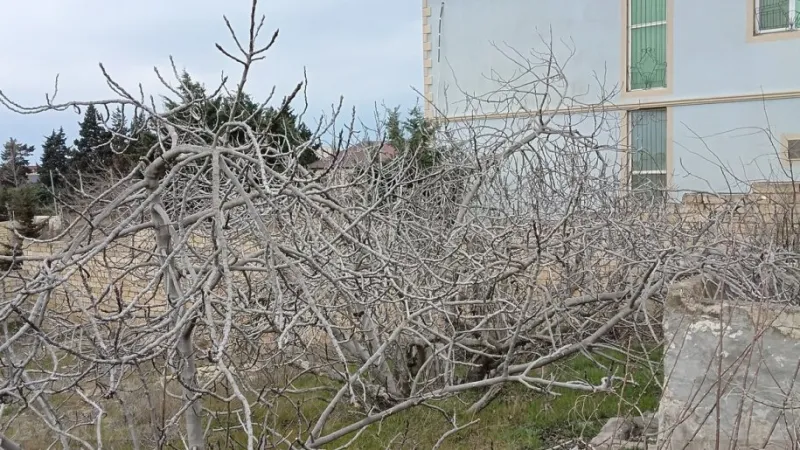 Satılır Torpaq 7 sot Novxanı - şəkil 7