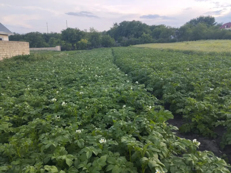 Şamaxıda 2 otaqlı həyət evi satılır