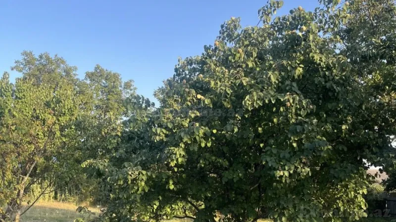 Satılır Torpaq 10 sot İsmayıllı - şəkil 2