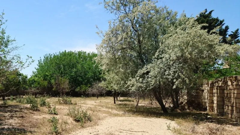 Satılır Torpaq 25 sot Görədil