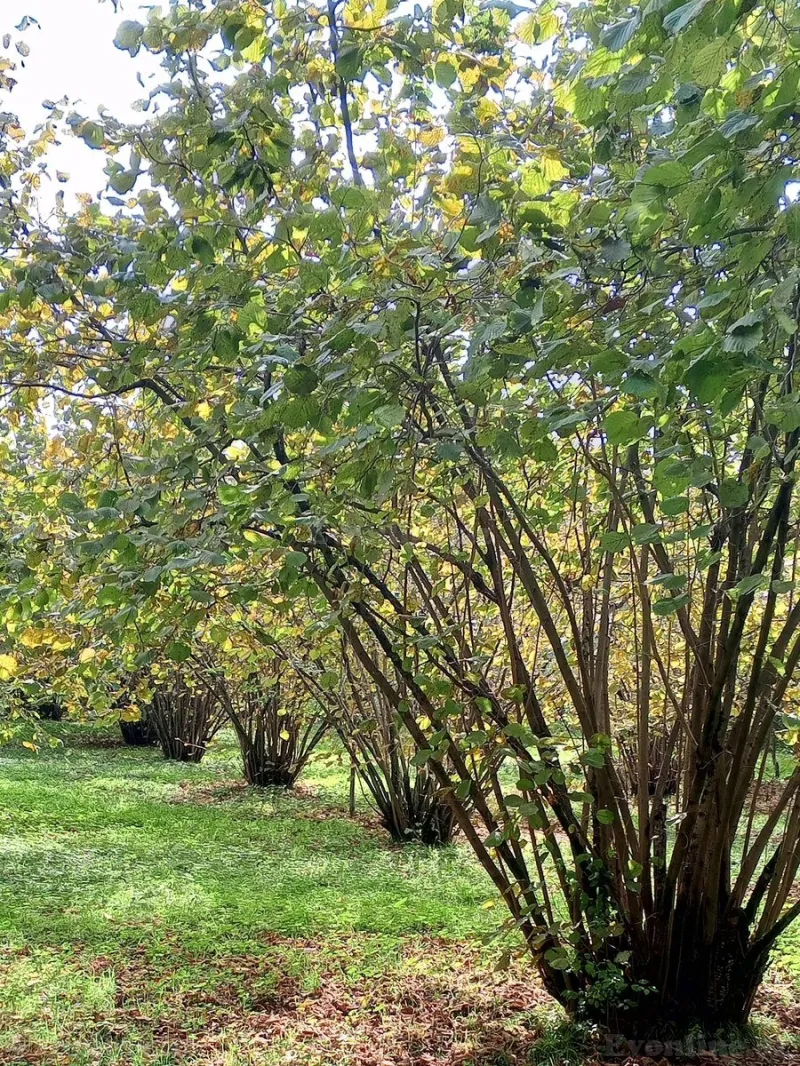 Satılır Torpaq 5 sot Qəbələ - şəkil 6