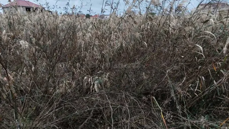 Satılır Torpaq 20 sot Buzovna - şəkil 6