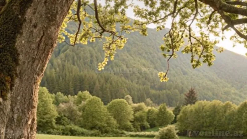 Torpaq Quba Satılır