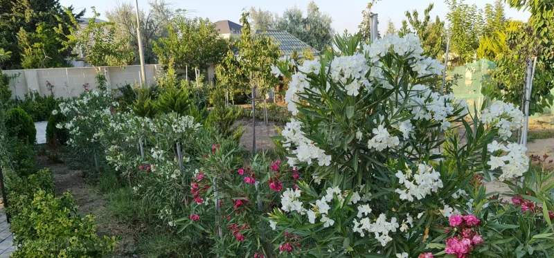 Satılır 6 otaqlı Həyət evi 250 m² Novxanı - şəkil 22