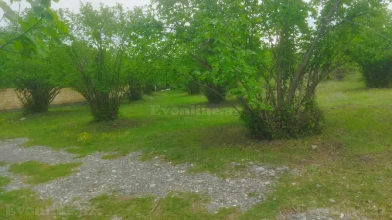 Satılır Torpaq 20 sot Qəbələ - şəkil 2