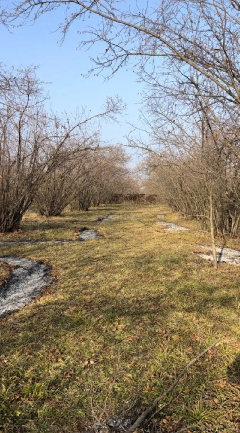 Satılır Torpaq 30 sot Qəbələ - şəkil 5