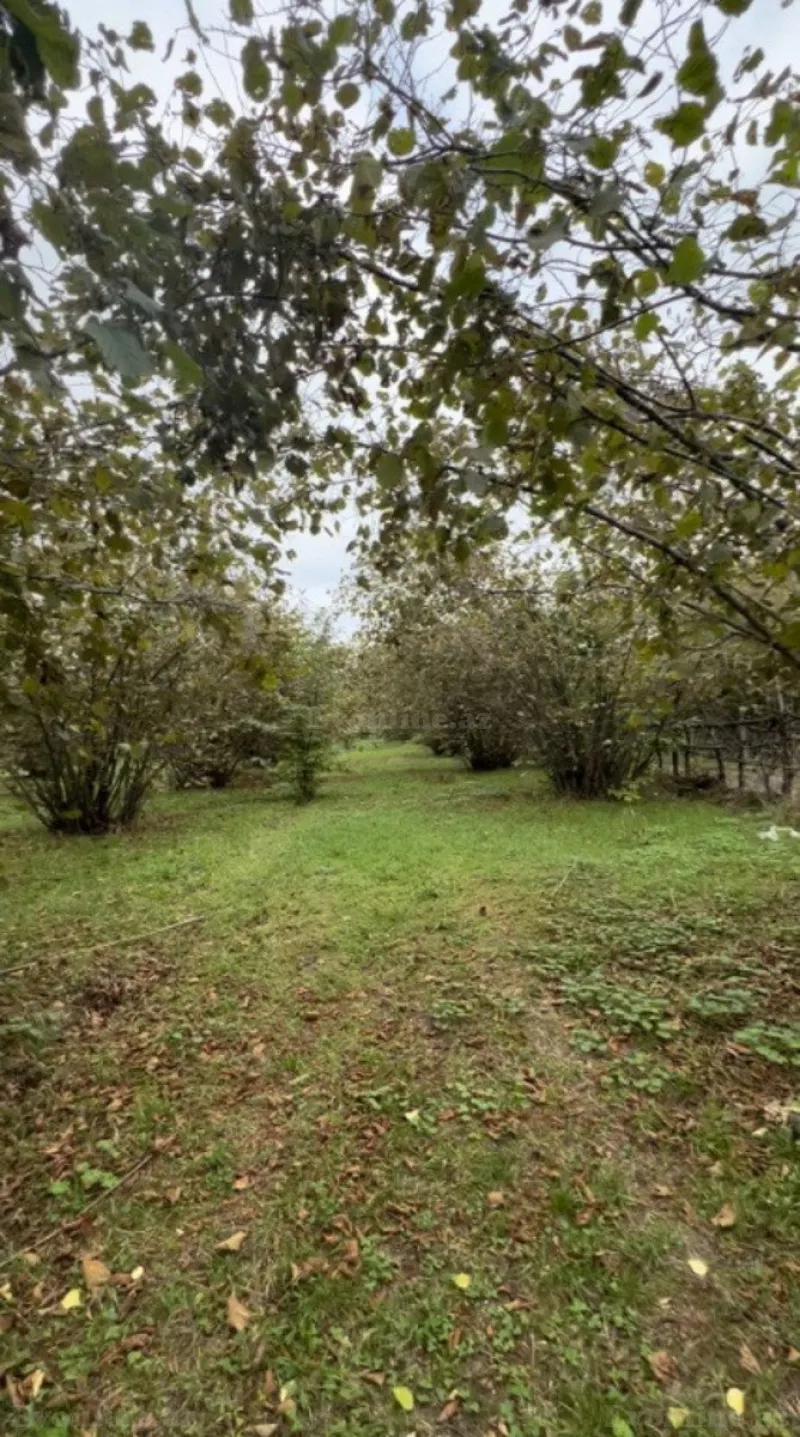 Satılır Torpaq 30 sot Qəbələ - şəkil 7