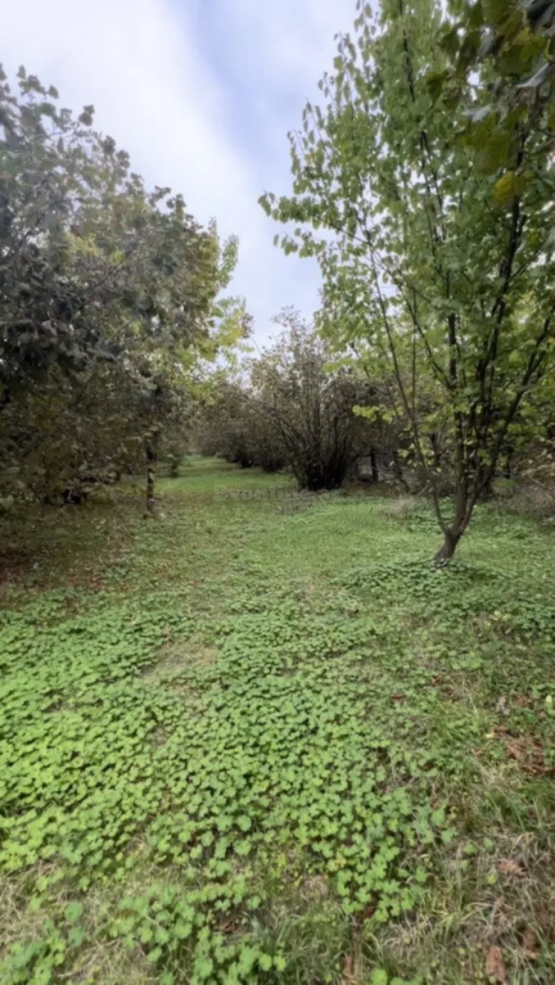 Satılır Torpaq 30 sot Qəbələ - şəkil 8