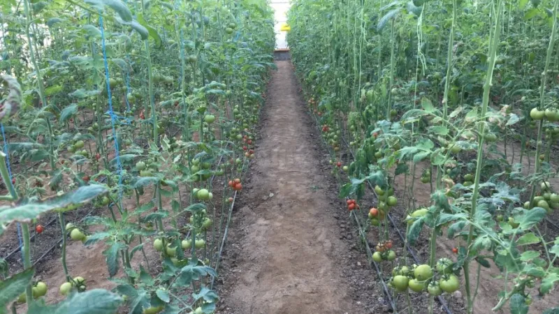 Satılır Obyekt 1500 m² Türkan - şəkil 7