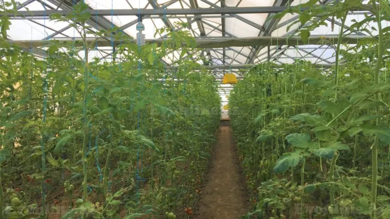 Satılır Obyekt 1500 m² Türkan - şəkil 8