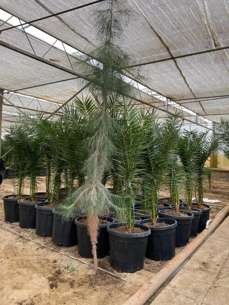 Satılır Obyekt 1500 m² Türkan - şəkil 9