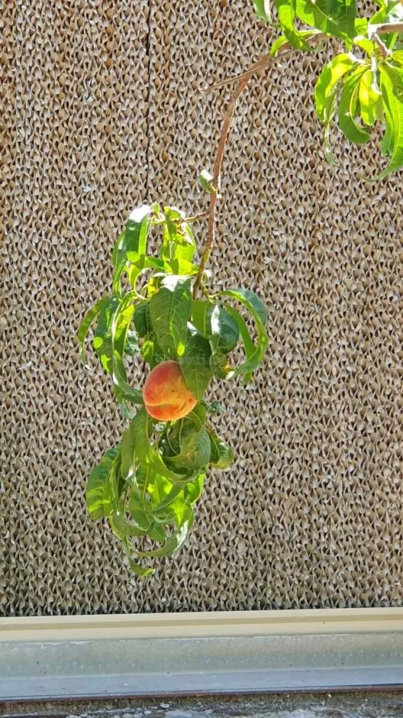 Satılır Obyekt 1500 m² Türkan - şəkil 14