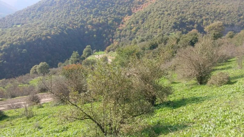 Satılır Torpaq 50 sot Yardımlı