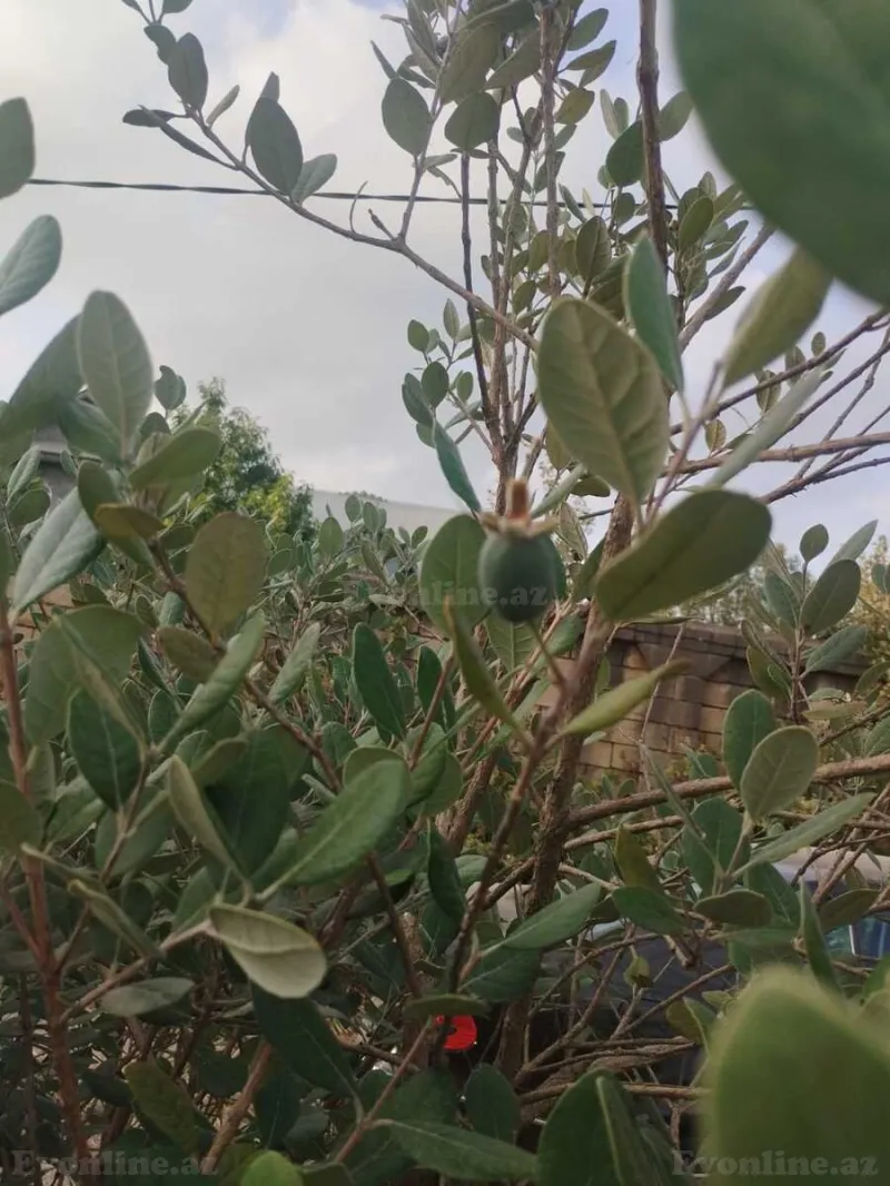Satılır Torpaq 6 sot Lənkəran - şəkil 2