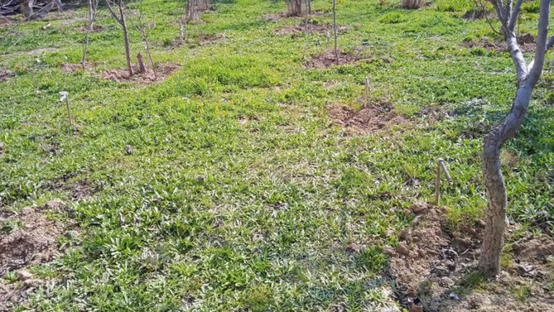 Satılır Torpaq 3 sot Badamdar