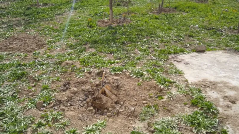 Satılır Torpaq 3 sot Badamdar - şəkil 3