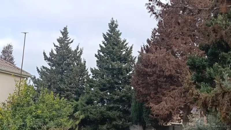 Satılır Torpaq 10 sot Xəzər r. - şəkil 3