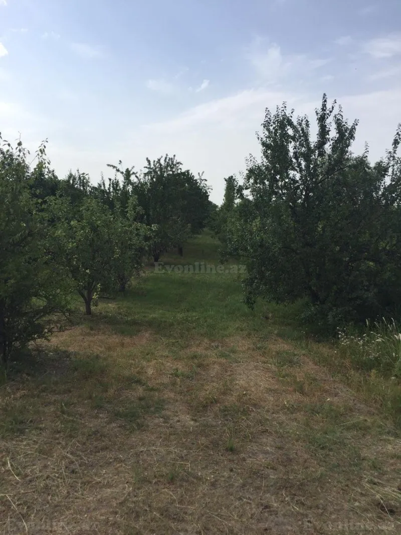 Satılır Torpaq 69 sot Xaçmaz - şəkil 2