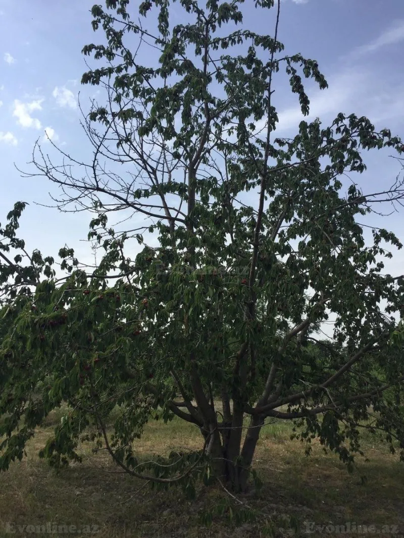 Satılır Torpaq 69 sot Xaçmaz - şəkil 3