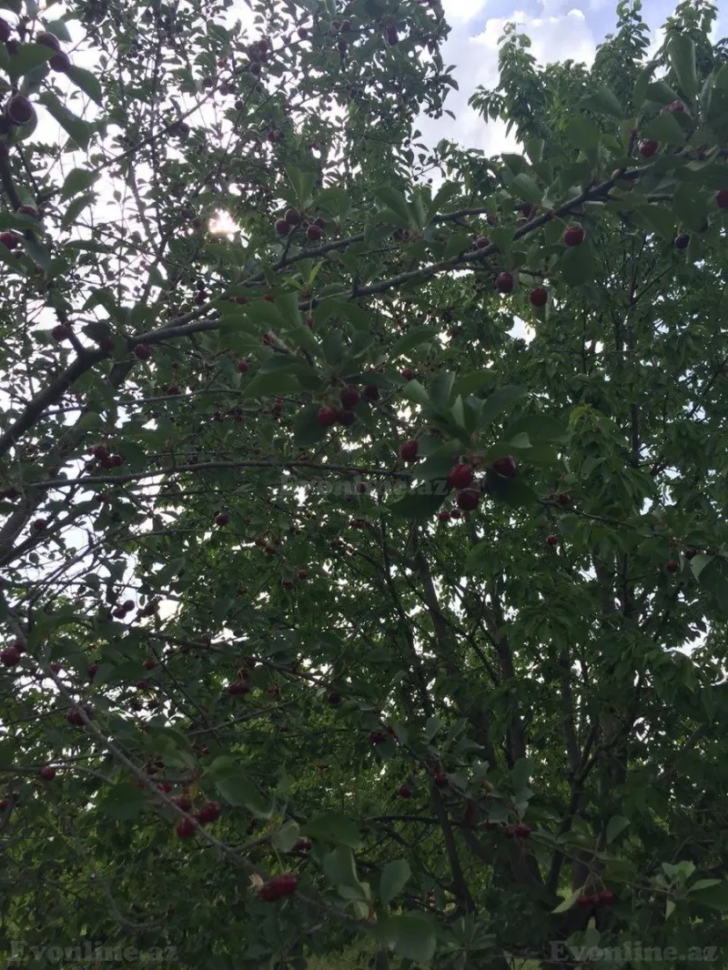 Satılır Torpaq 69 sot Xaçmaz - şəkil 7