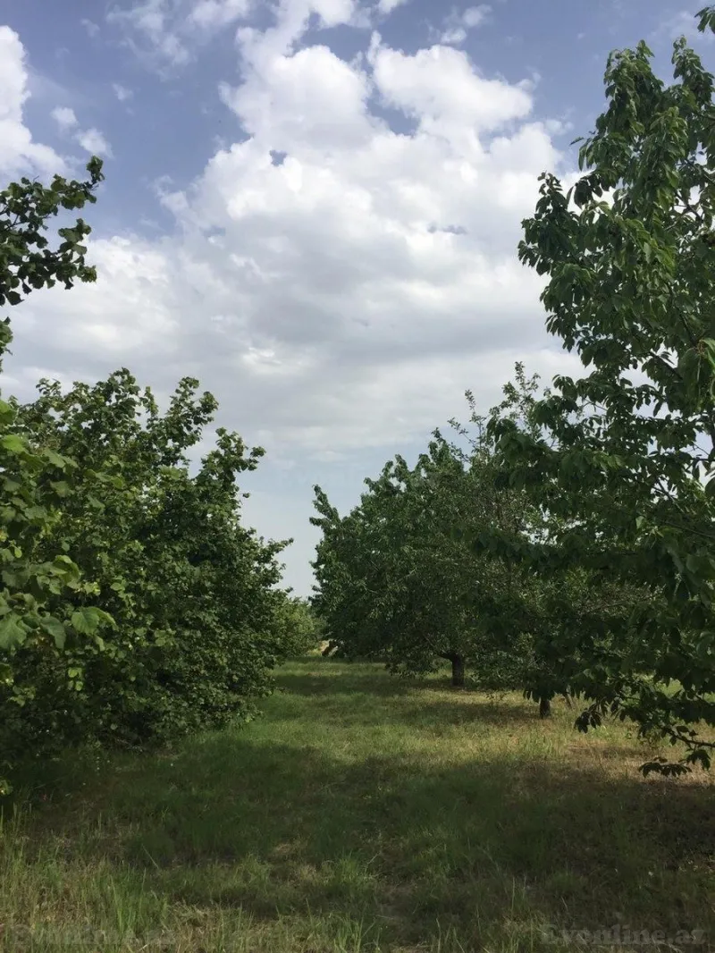 Satılır Torpaq 69 sot Xaçmaz - şəkil 8