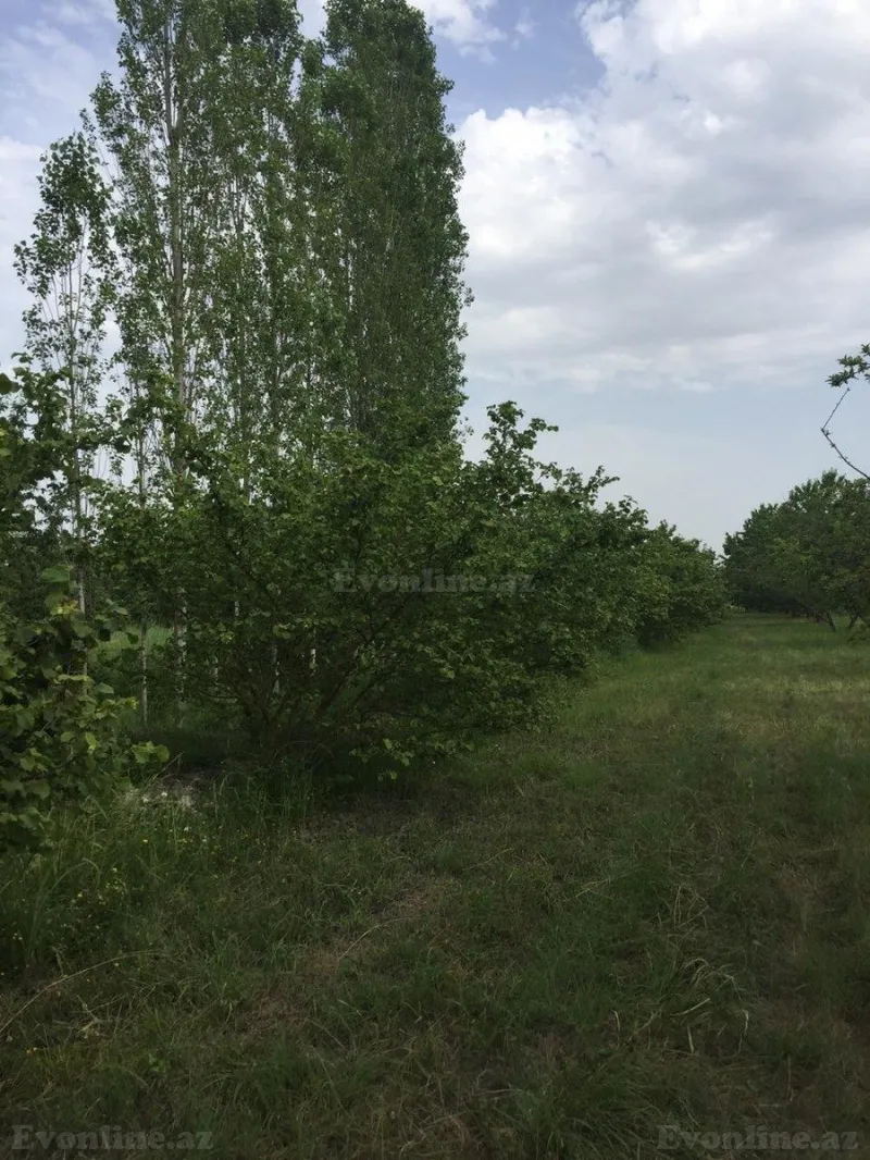 Satılır Torpaq 69 sot Xaçmaz - şəkil 9