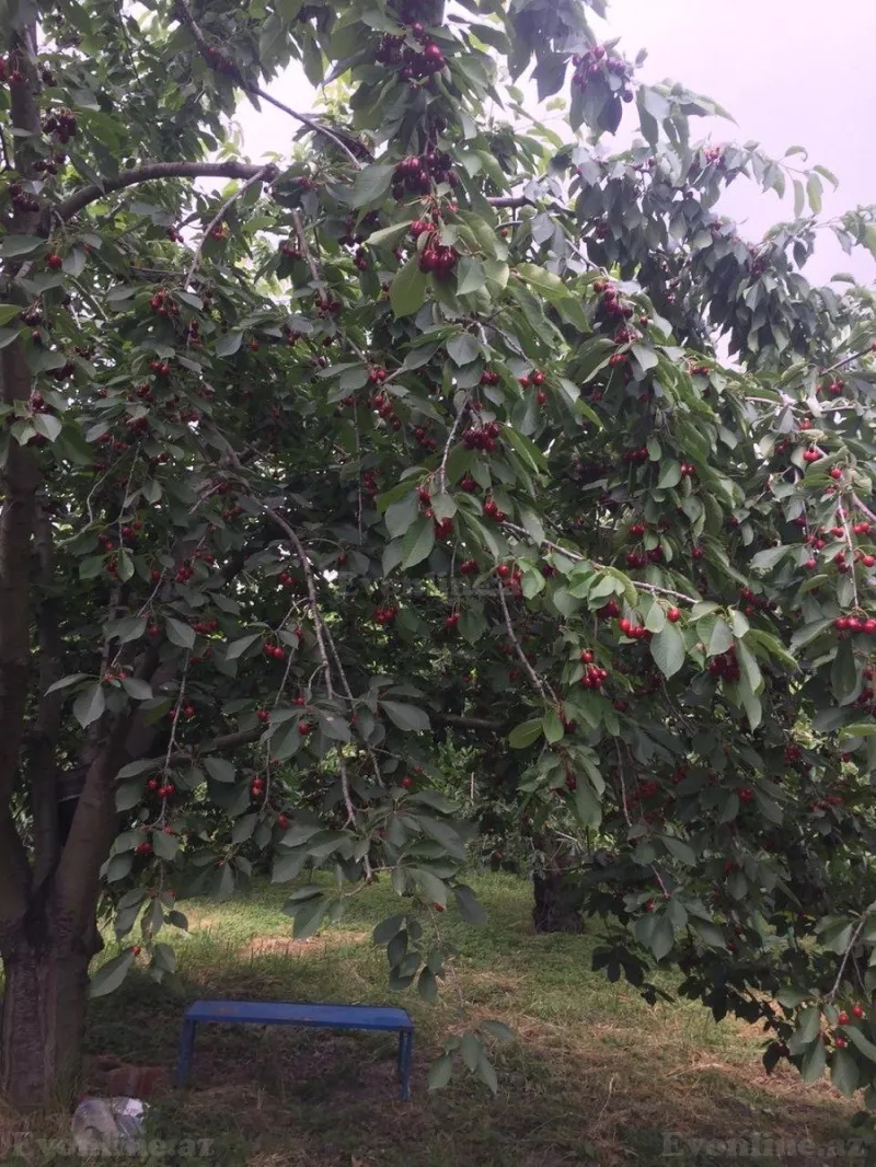 Satılır Torpaq 69 sot Xaçmaz - şəkil 10