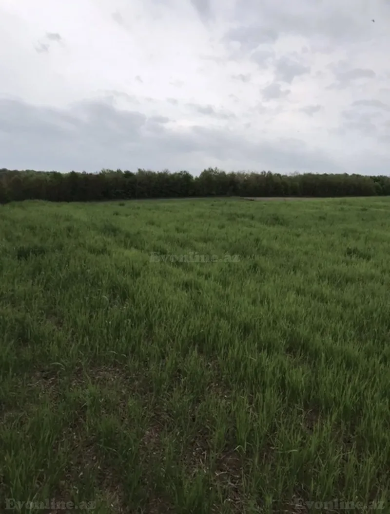 Satılır Torpaq 260 sot Quba - şəkil 2